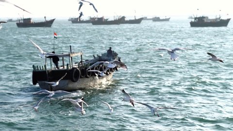 Seagulls flying in front of the boats at Arabian sea in Okha, Gujarat, India Stockvideo