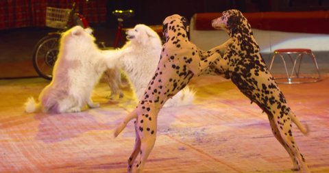 Amazing dog show in the circus, dog is jumping over other dogs, 4k