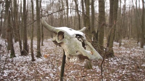 Skull of a horned cow close-up dolly zoom in a winter forest