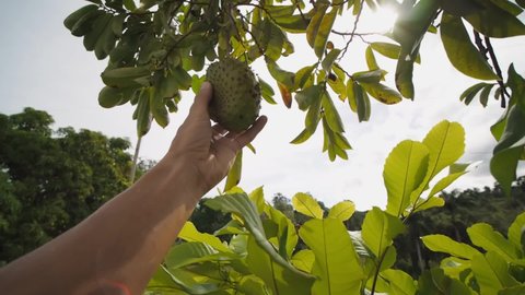 Fruit Soursop, Guanabana or Annona, man hand pluck from the branch. POV.