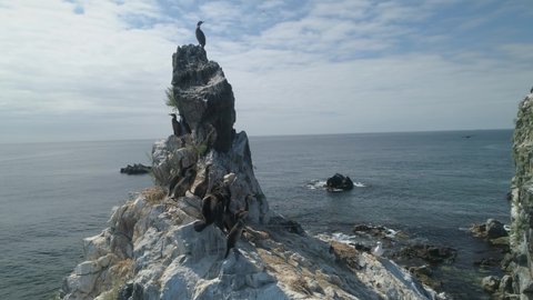 Aerial orbit close up adult cormorants large seabirds in large group, flock perched on top of sharp rock kekkura. Nesting site. Inspirational wild animals landscape. Sunny day clouds blue sky