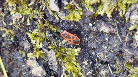 Fire Colored Beetle Stock Video Footage 4k And Hd Video Clips Shutterstock