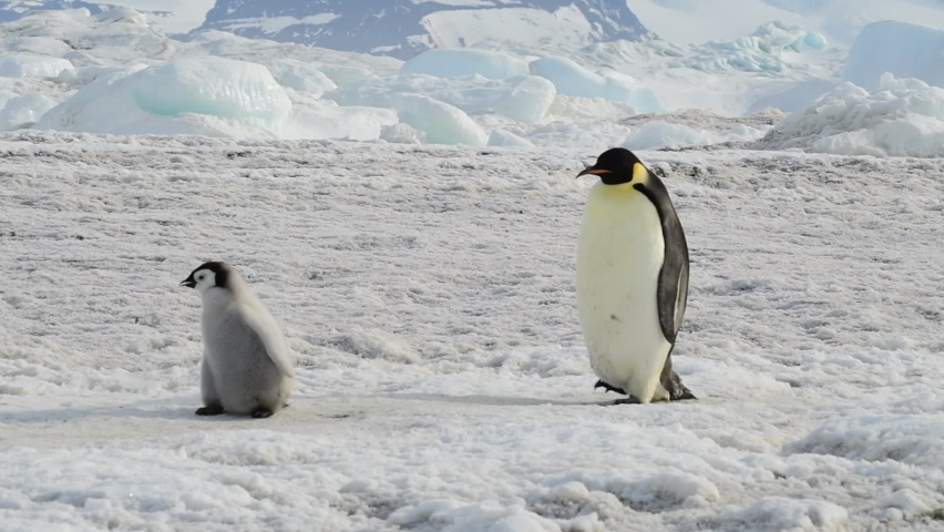 Emperor Penguins with chiks close up in Antarctica Royalty-Free Stock Footage #1065641089