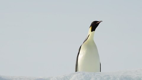 Emperor Penguin close up in Antarctica