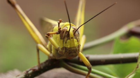 Close up front view of Javanese Grasshopper. Valanga nigricornis cleans its head with its feet. Macro 4k footage of Javanese bird grasshopper