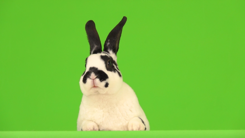 The rabbit with great interest looks in different directions on a green screen. Royalty-Free Stock Footage #1065645547