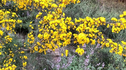 Blooming and flowering pretty thorny golden yellow gorse shrub or juniper. 4K