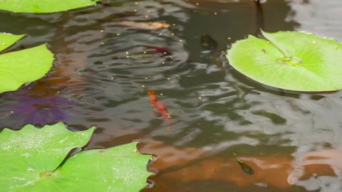 Guppy fish of various colors are swimming fast in vignettes to vie for food in the lotus pond.