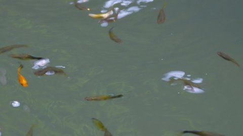 Guppy fish of various colors are swimming fast in vignettes to vie for food in the clear water pond.