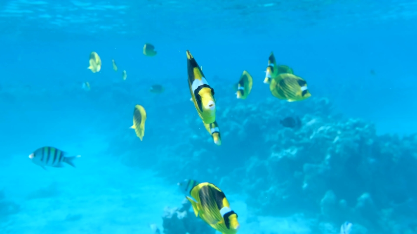 Curious school of Butterflyfish swim and looking into the camera lens. Diagonal Butterflyfish (Chaetodon fasciatus). Closeup portrait. Underwater life in the ocean | Shutterstock HD Video #1065660046