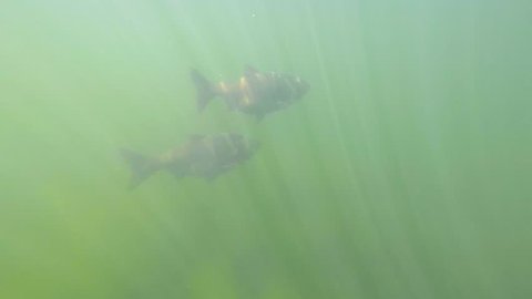 Rare underwater footage of The bighead carp (Hypophthalmichthys nobilis). Shoal of big fishes in pure lake.