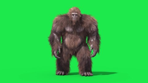 Green Screen Bigfoot Yeti Eat Front Real Fur 3D Rendering Animation 4K