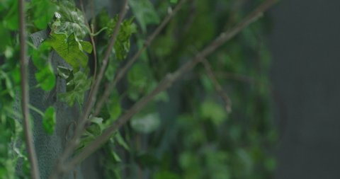 Concrete fence overgrown with greenery . Camera movement in concrete wall overgrown with ivy . Shot on ARRI ALEXA camera in slow motion .