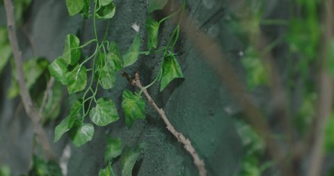 Concrete fence overgrown with greenery . Camera movement in concrete wall overgrown with ivy . Shot on ARRI ALEXA camera in slow motion .