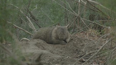 Sleepy Wombat in the Afternoon