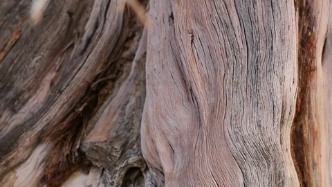 Exfoliating furrowed grey brown aging bark of California Juniper, 