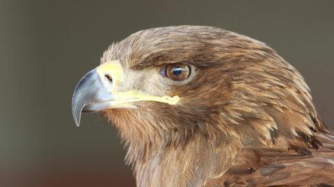 golden eagle (Aquila chrysaetos) a birds of prey closeup