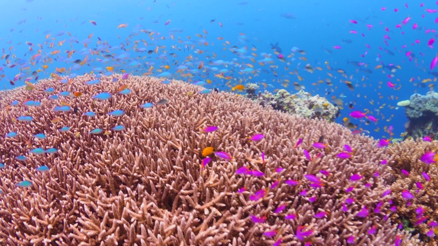 Countless colorful tropical reef fish swimming above pristine hard coral reef in Papua New Guinea | Shutterstock HD Video #1065686446