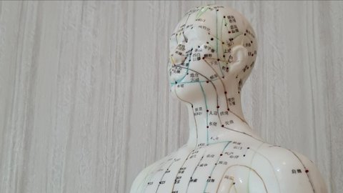 Acupuncture model with acupuncture points. Traditional Chinese Medicine, Chinese treatment.