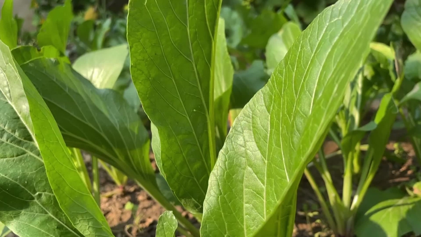 small graden of green 
Cantoneses behind my house 