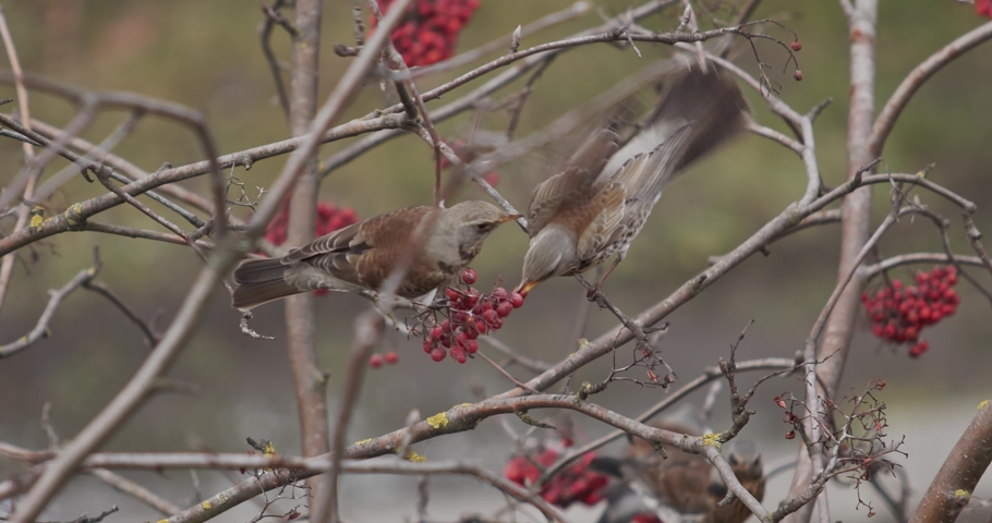 Fieldfare Turdus pilaris feed on red berries in winter