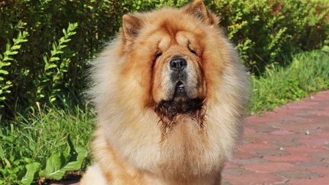 Purebred dog Chow Chow sitting outdoors on backyard
