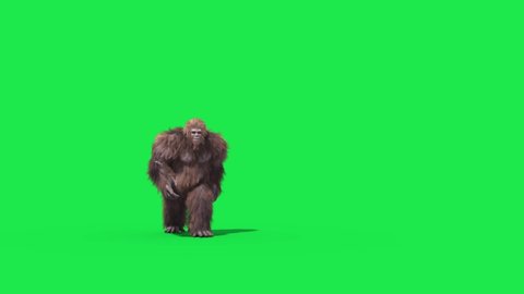 Green Screen Bigfoot Yeti Walk Front Real Fur 3D Rendering Animation 4K