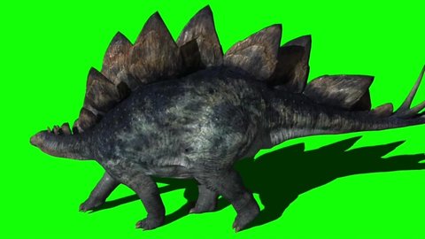 Stegosaurus Dinosaur Walking on Green Screen