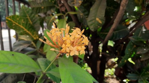Yellow ixora flower swaying by the wind. Ixora is a genus of flowering plants in the family Rubiaceae. Other names include viruchi, rangan, kheme, ponna, chann tanea, techi, pan, siantan, jejarum.