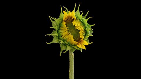 Macro time lapse opening Sunflower Head, isolated on pure black background