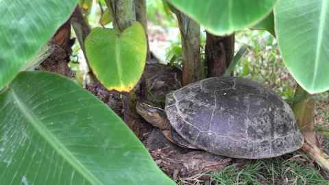 Tortoise rest near the banana tree in hot day