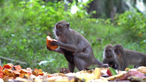 Monkey mother bring its baby eat fruit feed by people.