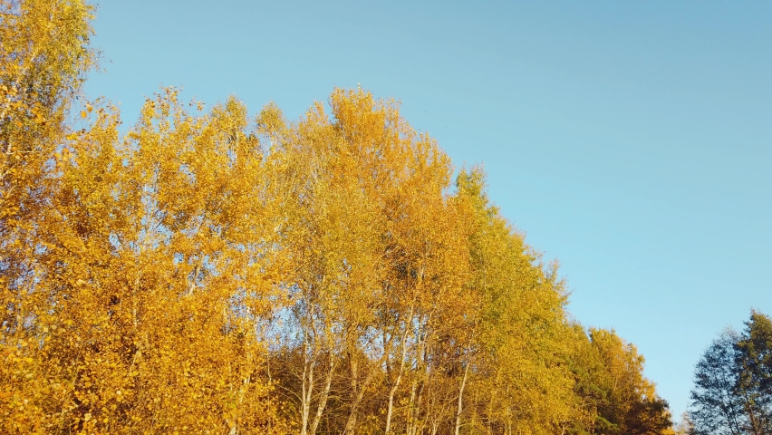 Autumn yellow trees by blue sky. Orange treetop in fall forest at sunny light day