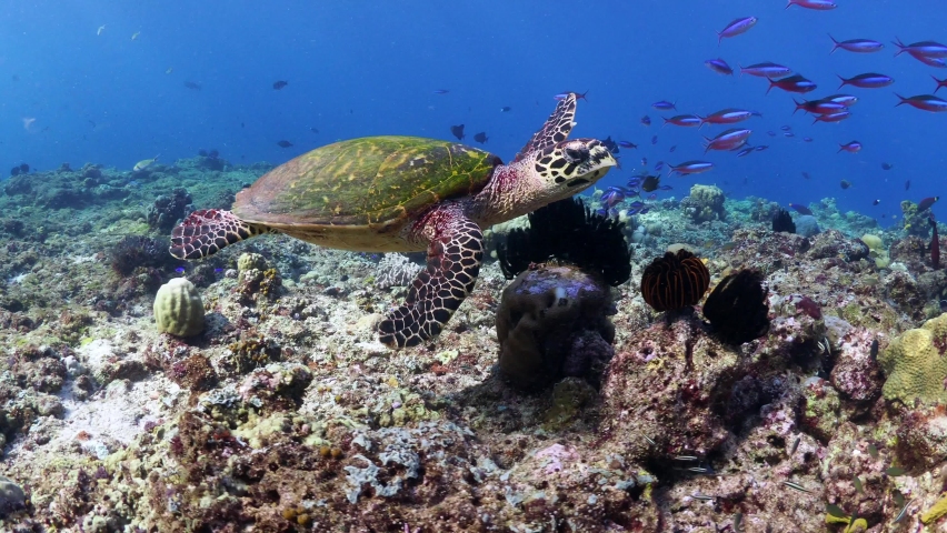 Turtle swimming over coral reef in Papua New Guinea Royalty-Free Stock Footage #1065708409