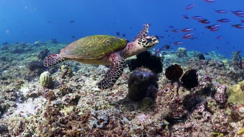 Turtle swimming over coral reef in Papua New Guinea