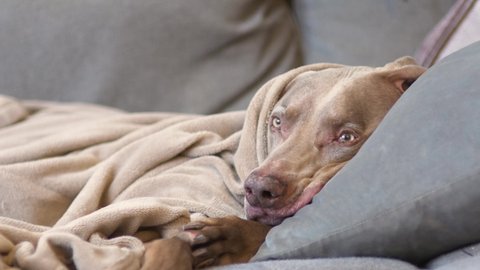 A weimaraner tries to take a nap on the couch, tucked in under a blanket, with his head on a pillow.  Spoiled family pet relaxes in the morning sun.  Close up purebred dog on sofa.