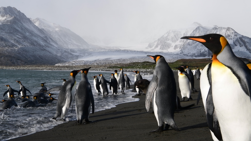 King Penguins on the beach in South Georgia Royalty-Free Stock Footage #1065712435