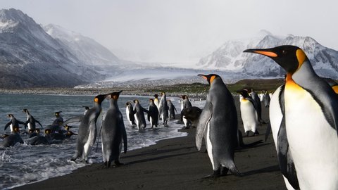 King Penguins on the beach in South Georgia
