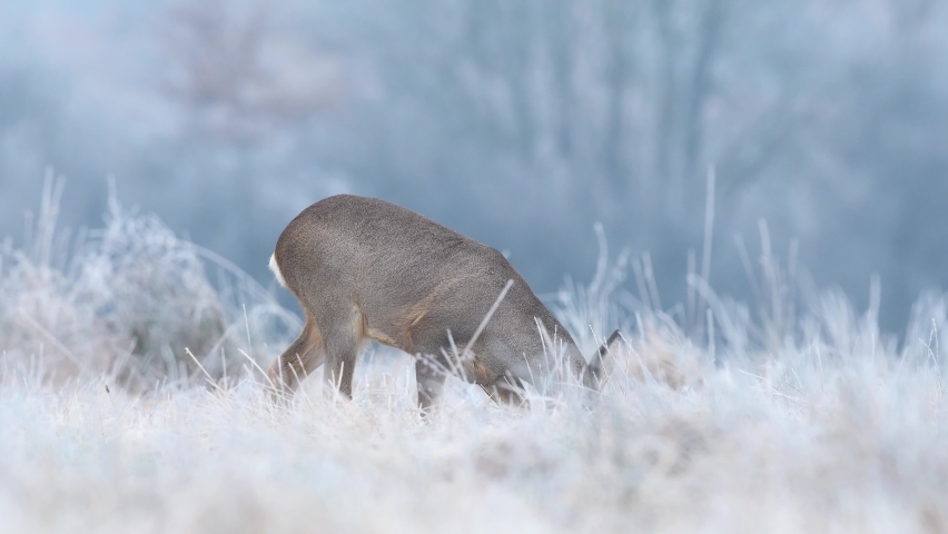 Wild roe buck grazing in a frost covered field during winter season Royalty-Free Stock Footage #1065716188