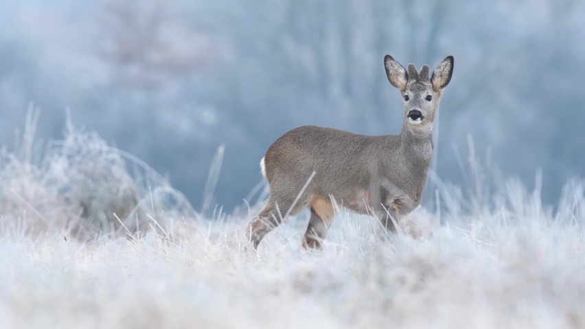 Wild roe buck grazing in a frost covered field during winter season