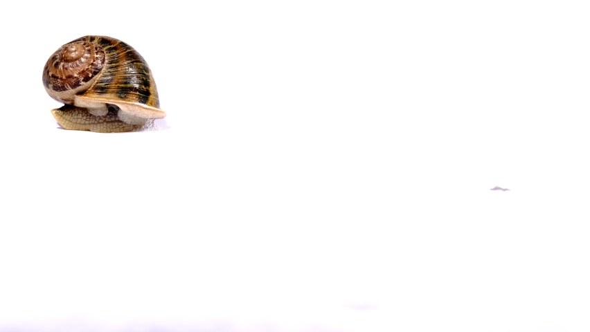 Close-up and time-lapse snail transition video shot in studio conditions. | Shutterstock HD Video #1065718678