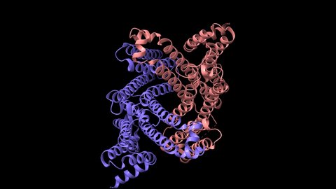 Structure of the human transmembrane protein 175 (TMEM175), an endolysosomal potassium channel, in open-closed state. Animated 3D cartoon-Gaussian surface model, black background