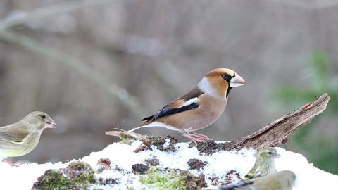 Hawfinch (Coccothraustes coccothraustes) in winter with snowfall