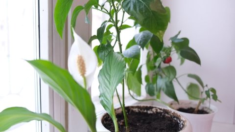 Spathiphyllum are commonly known as spath or peace lilies growing in pot  on window sill. And other plants in pots. Cozy home. Air purifying house plants in home concept.