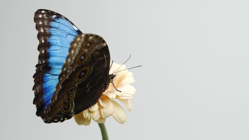 Slow motion beautiful blue silk morpho butterfly opening wings on daisy flower 
