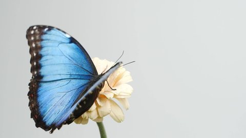 Slow motion beautiful blue silk morpho butterfly opening wings on daisy flower 