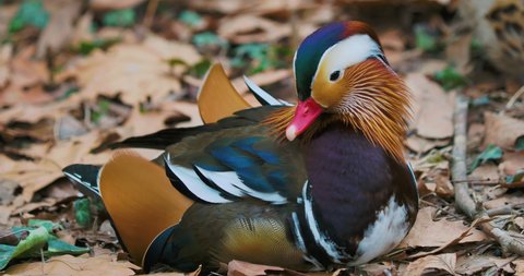 Male mandarin duck tries to sleep with its head under its wing. Bright bird on autumn leaves.