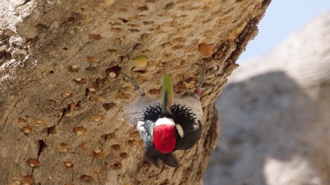 CU Acorn woodpecker (Melanerpes formicivorus) on granary tree, California, USA