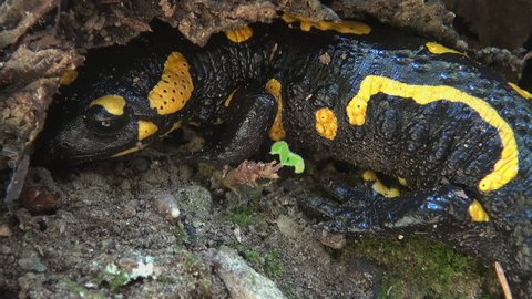 Yellow spotted salamander tries to hide in the forest among the branches and leaves