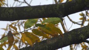 Close up leaves in autumn of chestnut tree. Slow motion 4K